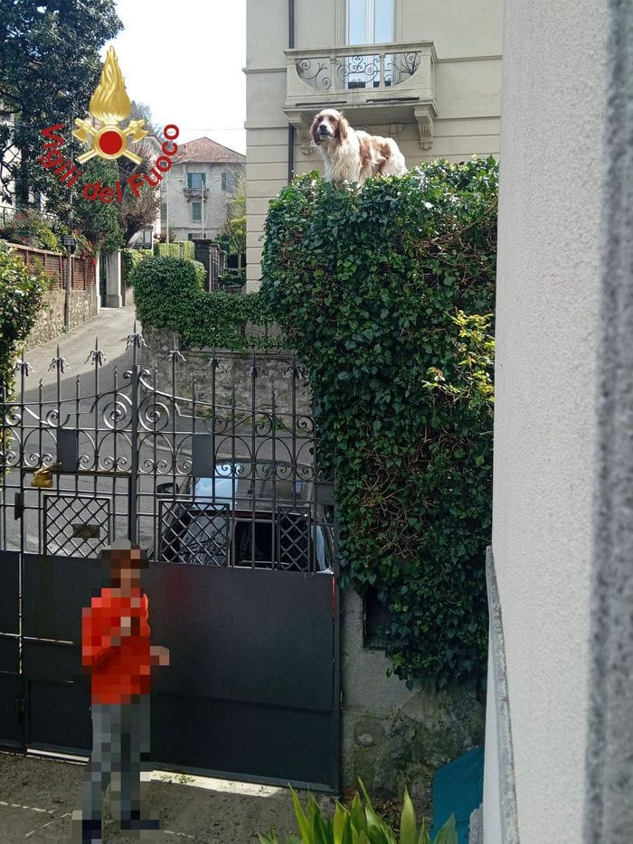 Insegue un uccellino e rimane bloccato: Rufus salvato dai vigili del fuoco 