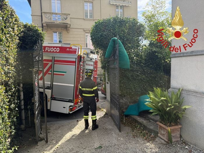 Insegue un uccellino e rimane bloccato: Rufus salvato dai vigili del fuoco 