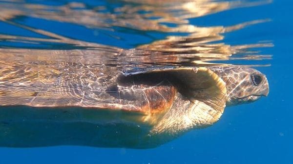 A Venezia nuova sede del Biodiversity Gate, ponte tra ricerca e società