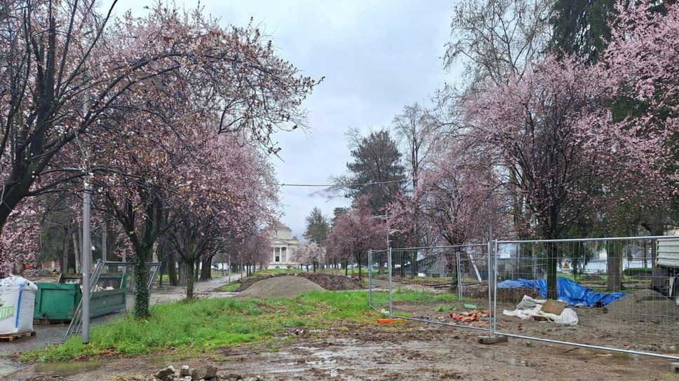 I ciliegi davanti al Tempio Voltiano