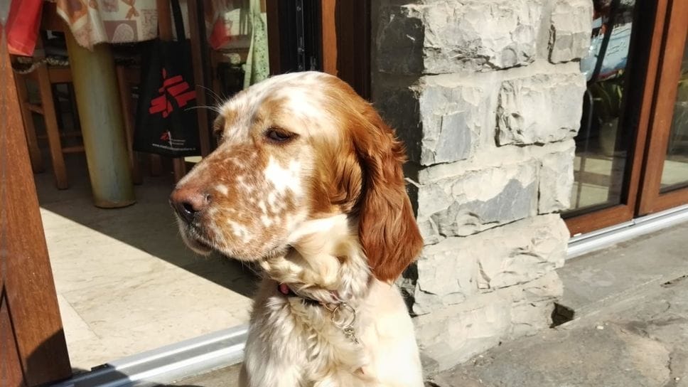 Bella, il setter di un anno e mezzo scomparso e poi ritrovato
