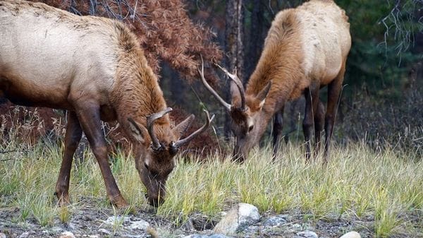 Nelle corna delle femmine di renna una scorta di cibo nascosta 