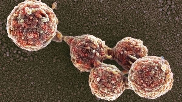 Ottenuto il primo batterio zombie, vive con il Dna di un'altra specie  