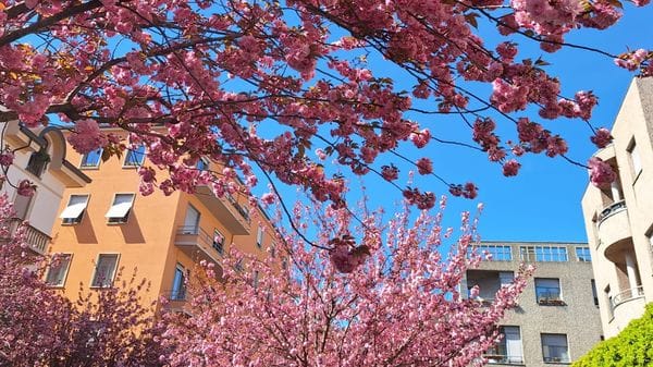 Seconda causa per i ciliegi di Como, Rapinese non si arrende