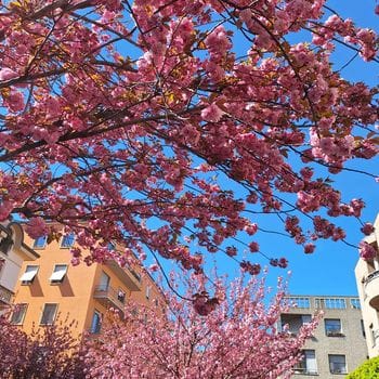 Seconda causa per i ciliegi di Como, Rapinese non si arrende