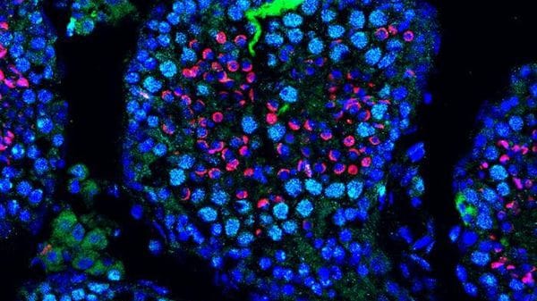 Una terapia molecolare ha ripristinato la fertilità nei topi