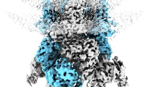 Ripresa in azione la proteina che ci fa percepire il freddo