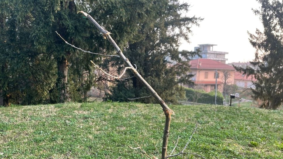 L’albero di Borsellino spezzato dai vandali all’interno di parco Argenti