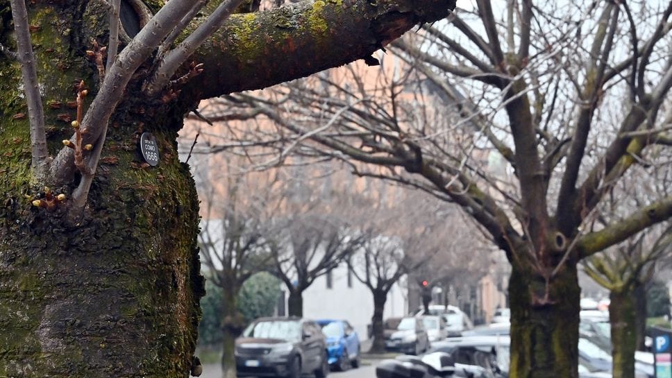 Germogli sui ciliegi sopravvissuti di via XX Settembre