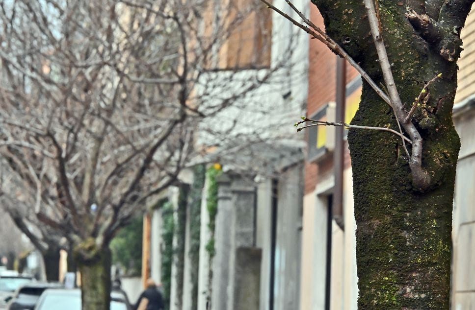 Germogli sui ciliegi sopravvissuti di via XX Settembre