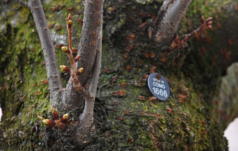 Germogli sui ciliegi sopravvissuti di via XX Settembre