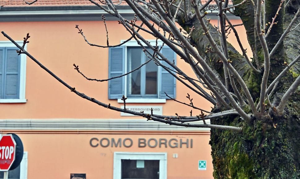 Germogli sui ciliegi sopravvissuti di via XX Settembre