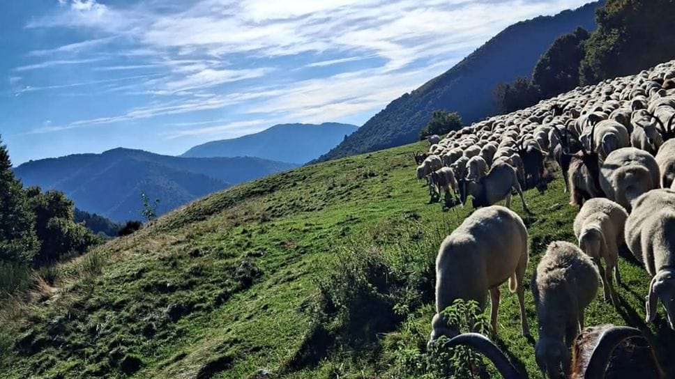Gravona, assalite tre pecore dal lupo. «Servono reti più alte e cani da guardia»