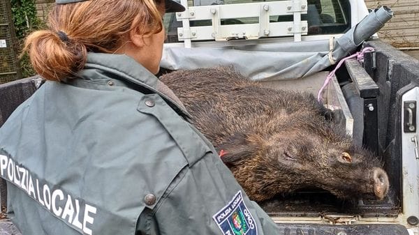Un cinghiale di 120 kg investito sulla Napoleona