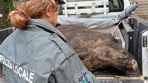 Un cinghiale di 120 kg investito sulla Napoleona