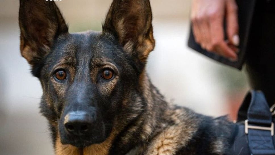 Controlli antidroga a Rovello Porro con l’aiuto del cane Harry