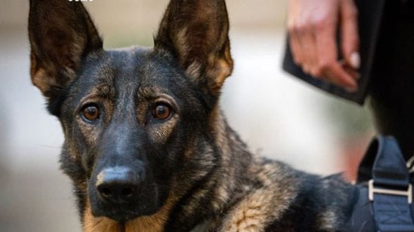Controlli antidroga a Rovello Porro con l’aiuto del cane Harry