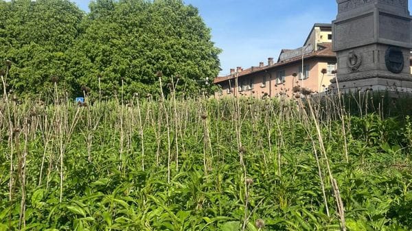 Altro che “Giardino urbano”. Il miele della città di Como resta nel libro dei sogni