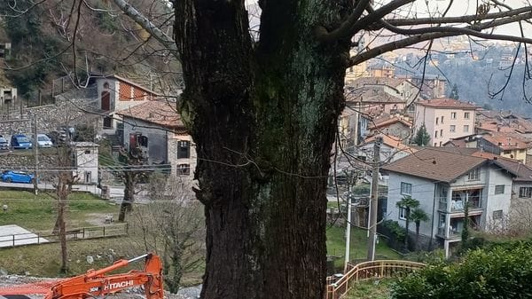 Albero abbattuto «Consolidava il suolo franoso»
