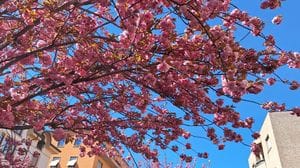 Ciliegi, critiche al sindaco. Gaddi: «Non sa di cosa parla»