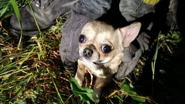 Il cagnolino si infila nel tubo di scolo, lo salvano i vigili del fuoco