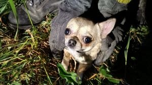 Il cagnolino si infila nel tubo di scolo, lo salvano i vigili del fuoco