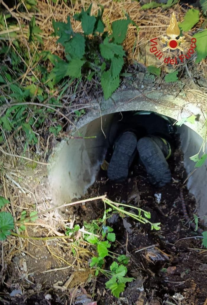 Il cagnolino si infila nel tubo di scolo, lo salvano i vigili del fuoco
