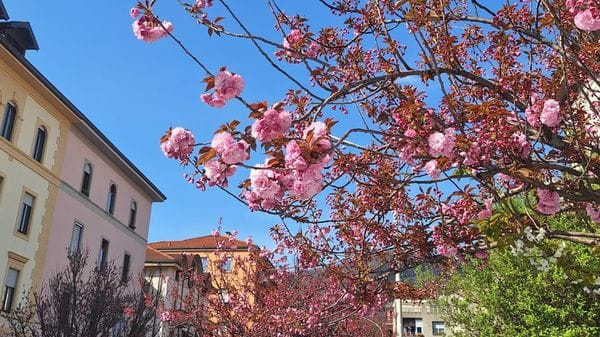 Rapinese di nuovo sui ciliegi: «Nessun valore simbolico, furono scelta fatta al risparmio»
