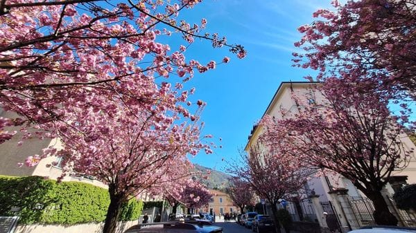Ciliegi, “giallo” sulle firme. Il Comitato prende le distanze