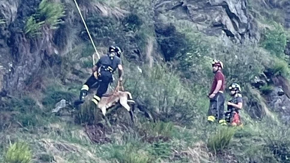 Lupo uccide sei capre del gregge. Una salvata in fondo al crepaccio