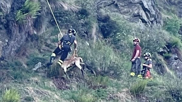 Lupo uccide sei capre del gregge. Una salvata in fondo al crepaccio
