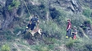 Lupo uccide sei capre del gregge. Una salvata in fondo al crepaccio