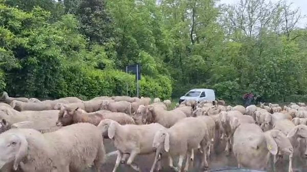 Ottocento pecore sotto la pioggia, in marcia sulla provinciale