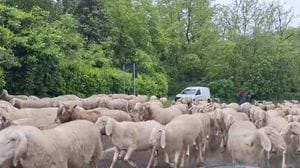 Ottocento pecore sotto la pioggia, in marcia sulla provinciale