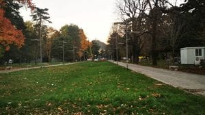 Giardini a lago, i ciliegi non saranno ripiantumati. Rapinese: «Scelta del centrodestra, non mia»