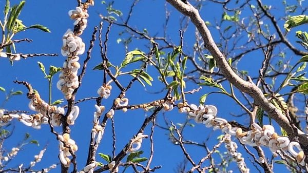 La Takahashia japonica esplode in provincia: piante a rischio 