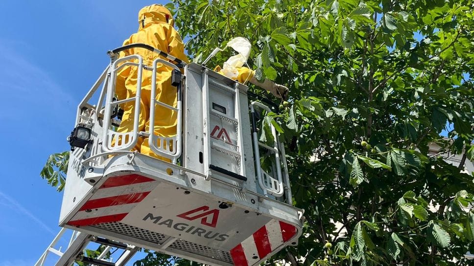 Quarantamila api in centro: «Cercavano una nuova casa»