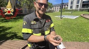 Rondone incastrato in una griglia: salvo grazie ai vigili del fuoco