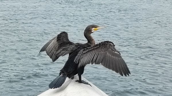 L’invasione dei cormorani sul lago: c’è l’ok dall’Europa per abbatterli