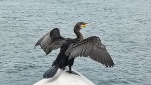 L’invasione dei cormorani sul lago: c’è l’ok dall’Europa per abbatterli