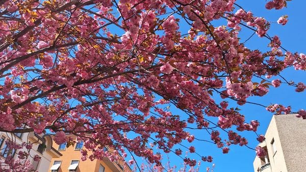 Il destino dei ciliegi? Si decide a settembre
