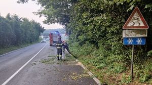 Temporale notturno sul Comasco: vigili del fuoco impegnati con rami e alberi pericolanti