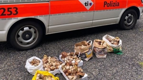 Regole per chi cerca funghi (e la sicurezza ha un costo)