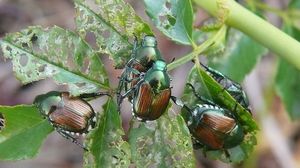   L’entomologo Matteo Montagna: «La Popillia japonica non ha nemici, ecco come si spiega l’assedio nel Comasco»