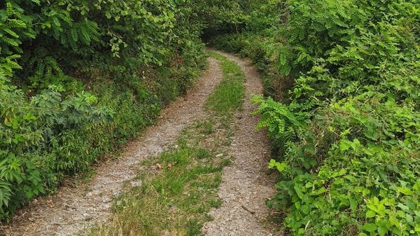Attaccata da un cane nel parco. «Io terrorizzata, era già capitato»