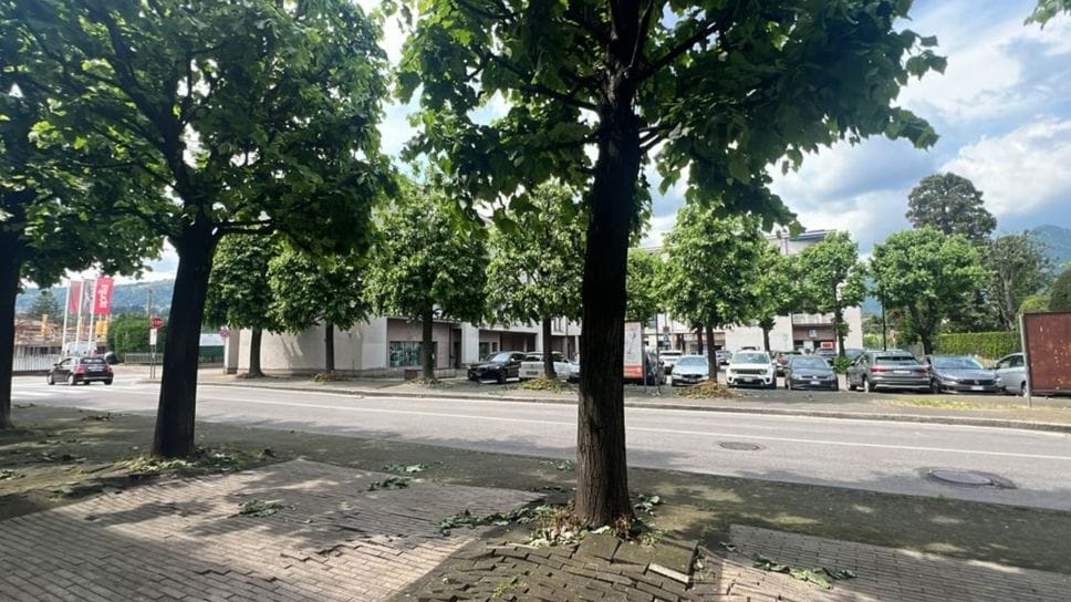 «Giù le mani dai tigli»: a Erba mobilitazione trasversale