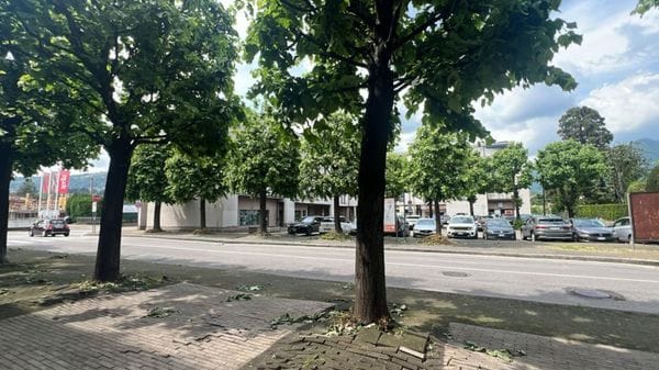 «Giù le mani dai tigli»: a Erba mobilitazione trasversale