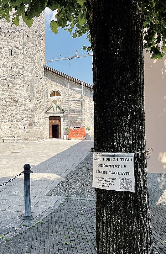Cartelli sui tigli: «Sono condannato». Raccolte più di 1.400 firme per salvarli