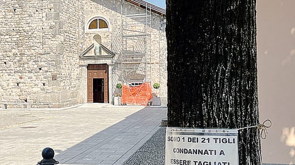 Cartelli sui tigli: «Sono condannato». Raccolte più di 1.400 firme per salvarli