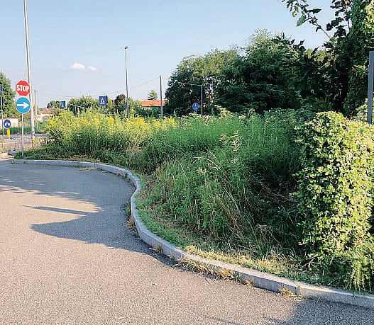 Olgiate come una giungla: marciapiedi e strade sono invasi dalle erbacce